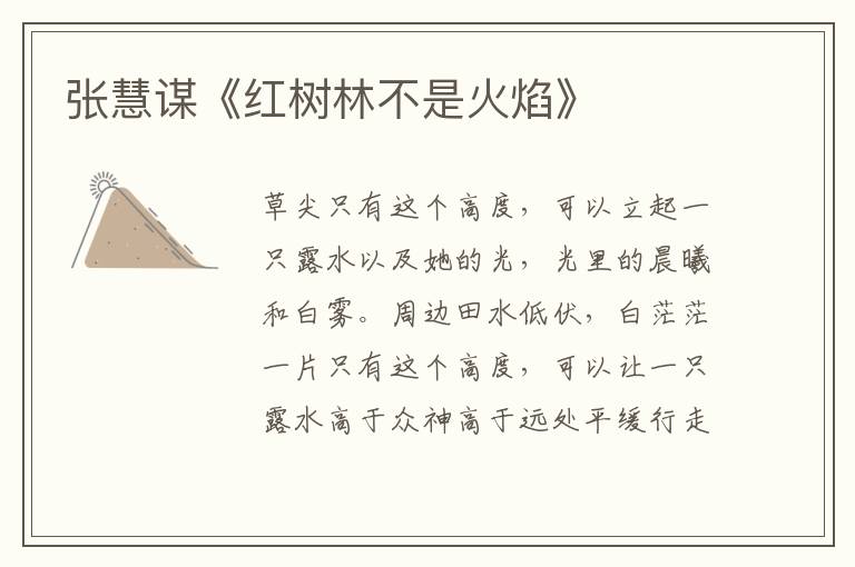 張慧謀《紅樹林不是火焰》