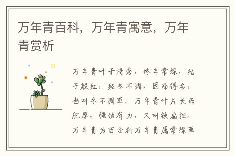 萬年青百科，萬年青寓意，萬年青賞析