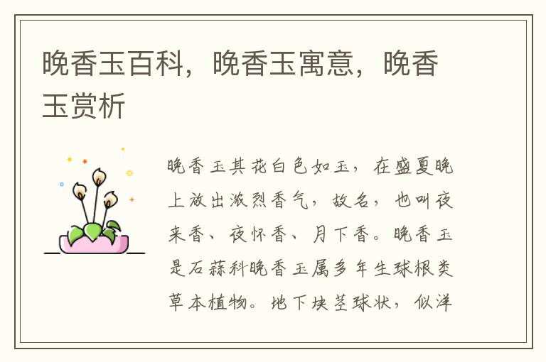 晚香玉百科，晚香玉寓意，晚香玉賞析