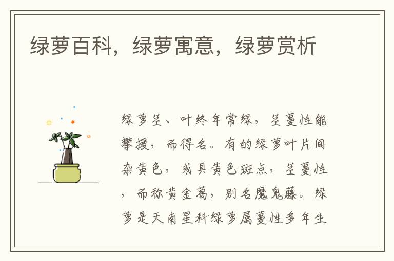 綠蘿百科，綠蘿寓意，綠蘿賞析