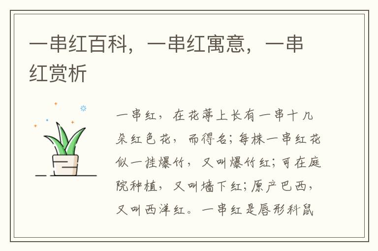 一串紅百科，一串紅寓意，一串紅賞析