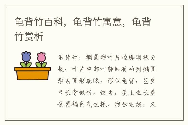 龜背竹百科，龜背竹寓意，龜背竹賞析
