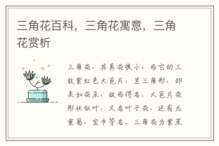 三角花百科，三角花寓意，三角花賞析