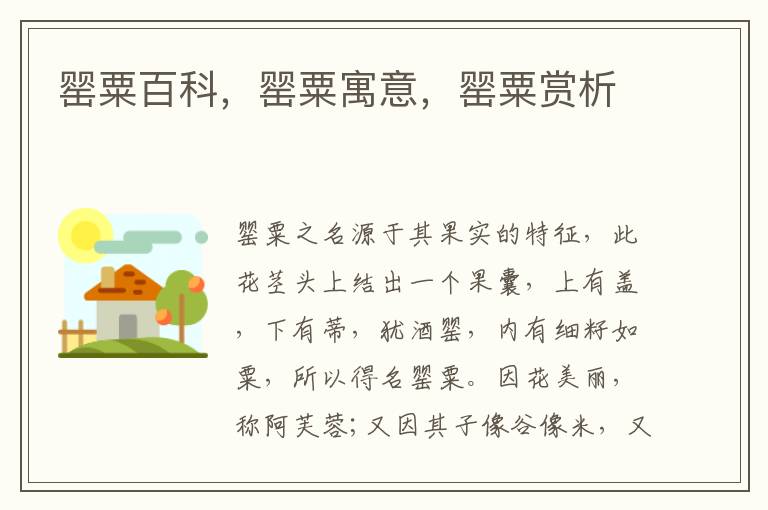 罌粟百科，罌粟寓意，罌粟賞析